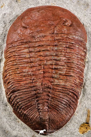 07614 - Top Huge 5.79 Inch Eudolatites sp Upper Ordovician Trilobite