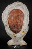 07614 - Top Huge 5.79 Inch Eudolatites sp Upper Ordovician Trilobite