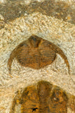 30666 - Top Beautiful Association of 2 Onnia sp Ordovician Trilobites