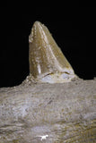 20485 - Top Rare 6.42 Inch Maroccosuchus zennaroi Right Mandibular Fragment