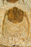 30666 - Top Beautiful Association of 2 Onnia sp Ordovician Trilobites