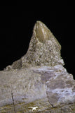 20485 - Top Rare 6.42 Inch Maroccosuchus zennaroi Right Mandibular Fragment