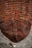07614 - Top Huge 5.79 Inch Eudolatites sp Upper Ordovician Trilobite
