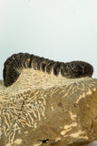 30667 - Top Beautiful Association of Zlichovaspis rugosa + Reedops Lower Devonian Trilobites