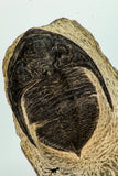 30667 - Top Beautiful Association of Zlichovaspis rugosa + Reedops Lower Devonian Trilobites