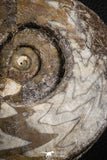 07615 - Superb Huge 5.70 Inch Goniatites Devonian Cephalopod
