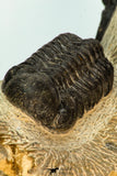30667 - Top Beautiful Association of Zlichovaspis rugosa + Reedops Lower Devonian Trilobites
