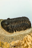 30667 - Top Beautiful Association of Zlichovaspis rugosa + Reedops Lower Devonian Trilobites