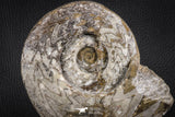 07615 - Superb Huge 5.70 Inch Goniatites Devonian Cephalopod