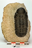 30668 - Well Preserved 2.68 Inch Reedops sp Lower Devonian Trilobite