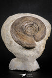 07616 -  Top Huge 4.74 Inch Unidentified Upper Cretaceous Turonian Ammonite Akrabou Fm
