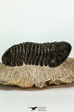 30668 - Well Preserved 2.68 Inch Reedops sp Lower Devonian Trilobite