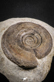 07616 -  Top Huge 4.74 Inch Unidentified Upper Cretaceous Turonian Ammonite Akrabou Fm