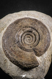 07616 -  Top Huge 4.74 Inch Unidentified Upper Cretaceous Turonian Ammonite Akrabou Fm