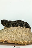 30668 - Well Preserved 2.68 Inch Reedops sp Lower Devonian Trilobite