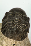 30668 - Well Preserved 2.68 Inch Reedops sp Lower Devonian Trilobite