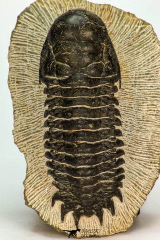 30669 - Top Beautiful 3.18 Inch Crotalocephalina (Crotalocephalus) gibbus Lower Devonian Trilobite