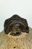 30669 - Top Beautiful 3.18 Inch Crotalocephalina (Crotalocephalus) gibbus Lower Devonian Trilobite