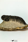 30669 - Top Beautiful 3.18 Inch Crotalocephalina (Crotalocephalus) gibbus Lower Devonian Trilobite