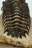 30669 - Top Beautiful 3.18 Inch Crotalocephalina (Crotalocephalus) gibbus Lower Devonian Trilobite
