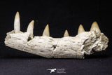 20487 - Top Rare 5.48 Inch Maroccosuchus zennaroi Right Maxillary Fragment