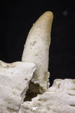 20487 - Top Rare 5.48 Inch Maroccosuchus zennaroi Right Maxillary Fragment