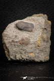07698 - Beautiful 0.65 Inch Cyclopyge sibilla Upper Ordovician Trilobite