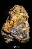 21677 - Top Rare Beautiful Yellow Wulfenite Crystal on Dolomite and Galena Morocco
