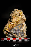 21677 - Top Rare Beautiful Yellow Wulfenite Crystal on Dolomite and Galena Morocco