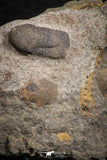 07698 - Beautiful 0.65 Inch Cyclopyge sibilla Upper Ordovician Trilobite