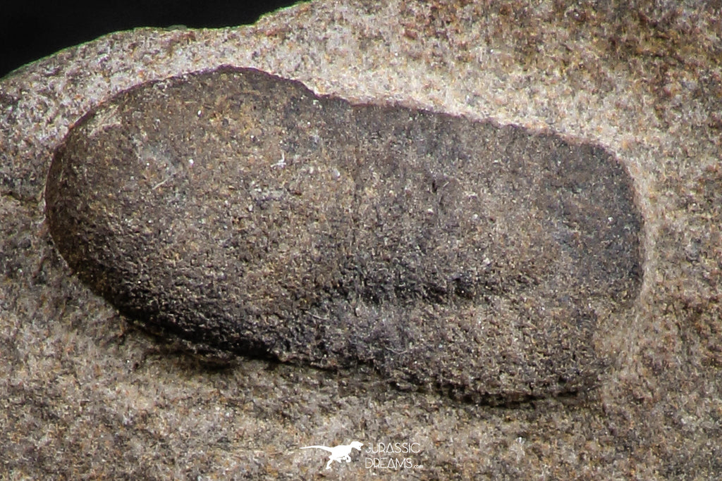 07698 - Beautiful 0.65 Inch Cyclopyge sibilla Upper Ordovician Trilobite