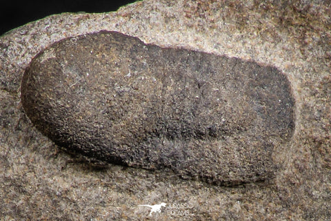 07698 - Beautiful 0.65 Inch Cyclopyge sibilla Upper Ordovician Trilobite