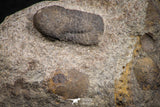 07698 - Beautiful 0.65 Inch Cyclopyge sibilla Upper Ordovician Trilobite