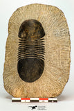 30671 - Nicely Prepared 2.74 Inch Paralejurus spatuliformis Devonian Trilobite