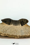 30671 - Nicely Prepared 2.74 Inch Paralejurus spatuliformis Devonian Trilobite