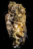 21677 - Top Rare Beautiful Yellow Wulfenite Crystal on Dolomite and Galena Morocco