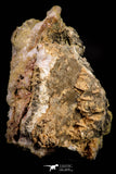 21677 - Top Rare Beautiful Yellow Wulfenite Crystal on Dolomite and Galena Morocco