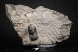 07700 - Beautiful 0.55 Inch Cyclopyge sibilla Upper Ordovician Trilobite
