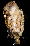 21677 - Top Rare Beautiful Yellow Wulfenite Crystal on Dolomite and Galena Morocco