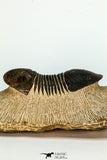 30671 - Nicely Prepared 2.74 Inch Paralejurus spatuliformis Devonian Trilobite
