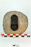30672 - Top Beautiful 2.40 Inch Paralejurus spatuliformis Devonian Trilobite