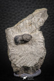 07700 - Beautiful 0.55 Inch Cyclopyge sibilla Upper Ordovician Trilobite