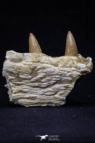 20488 - Nice 2.69 Inch Dyrosaurus phosphaticus Left Maxillary Fragment