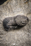 07700 - Beautiful 0.55 Inch Cyclopyge sibilla Upper Ordovician Trilobite