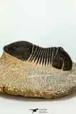 30672 - Top Beautiful 2.40 Inch Paralejurus spatuliformis Devonian Trilobite