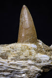 20488 - Nice 2.69 Inch Dyrosaurus phosphaticus Left Maxillary Fragment