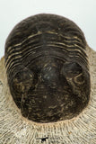 30672 - Top Beautiful 2.40 Inch Paralejurus spatuliformis Devonian Trilobite