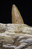 20488 - Nice 2.69 Inch Dyrosaurus phosphaticus Left Maxillary Fragment