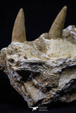 20488 - Nice 2.69 Inch Dyrosaurus phosphaticus Left Maxillary Fragment