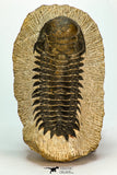 30673 - Top Quality 3.20 Inch Crotalocephalina (Crotalocephalus) gibbus Lower Devonian Trilobite